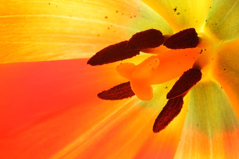 tulip, macro, colorful, red, yellow, color, bright, blossom, bloom, close up