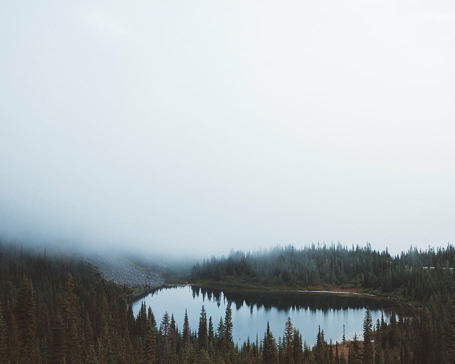 lago, bosque, cubierto, niebla, cuerpo, agua, cerca de, árboles, tiempo de día, árbol