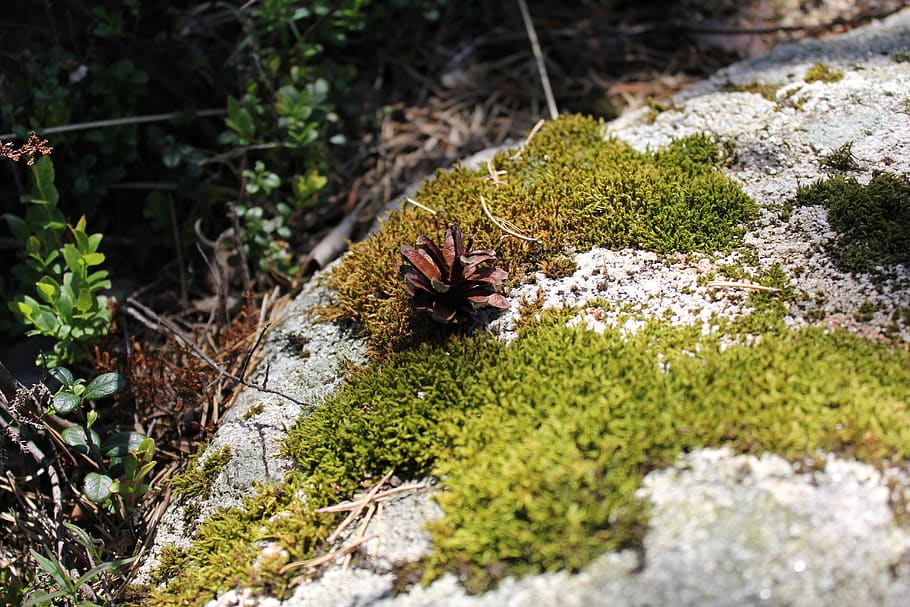 moss, forest floor, nature, stone, plant, natural, botanical, organic, botany, herb