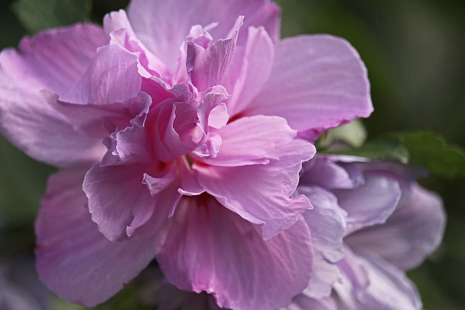 hibiscus, bush, summer, garden, bloom, decorative, violet, petals, blossom, nature