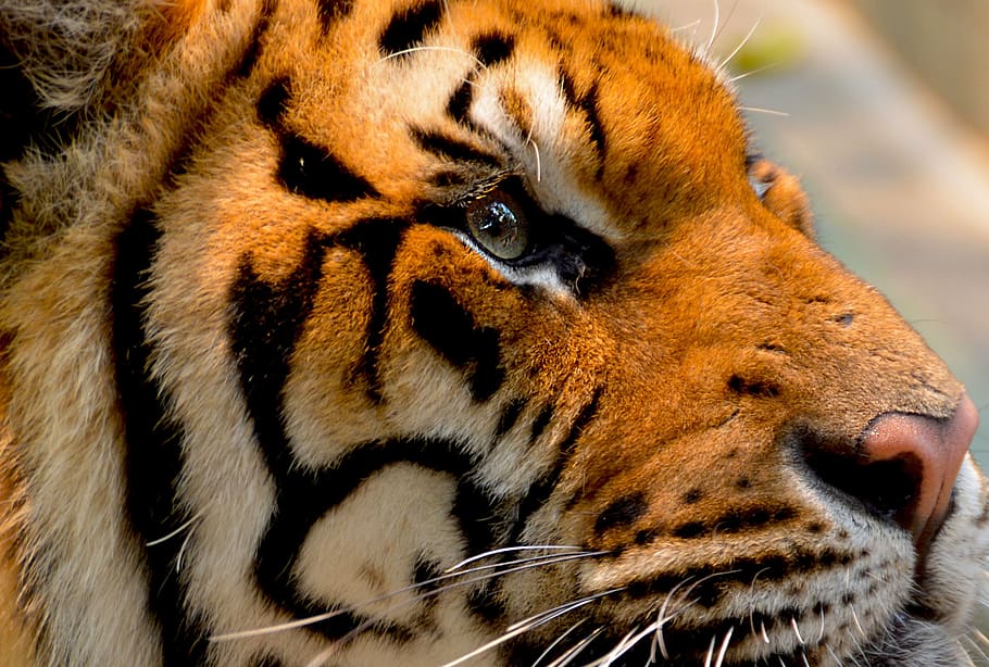 fotografía de vida silvestre, tigre de bengala, tigre, gato, animal, grande, naturaleza, vida silvestre, carnívoro, mamífero
