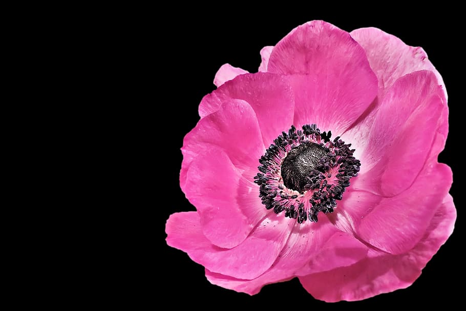 rosa, amapola, primer plano, foto, anémona, primavera, flor, floración, pétalos de rosa, fondo negro