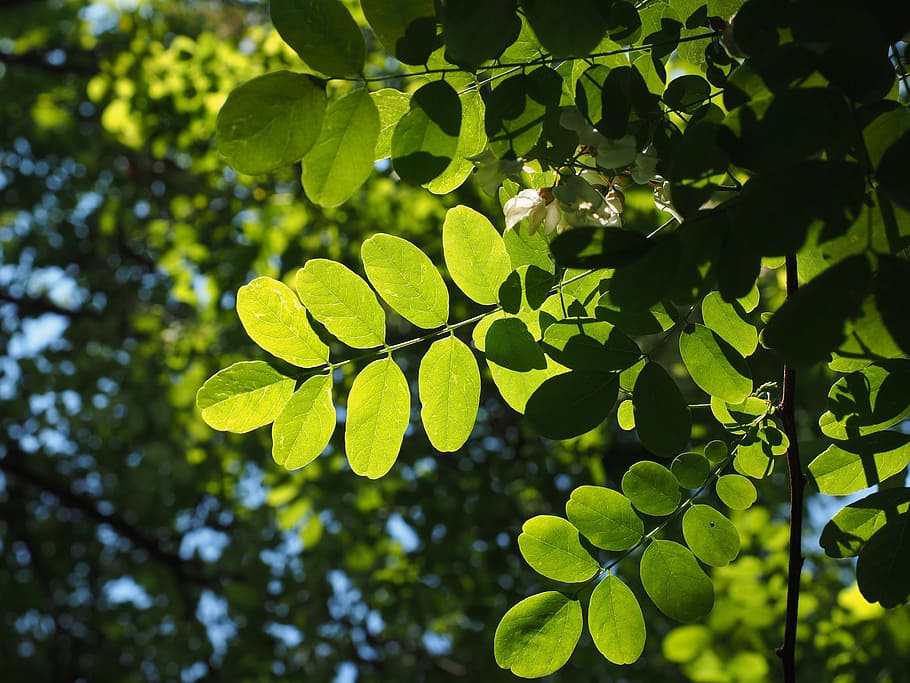 葉, 緑, 葉脈, フィリグリー, 葉の構造, 木, 輝き, 緑の色合い, ライト, ライトグリーン