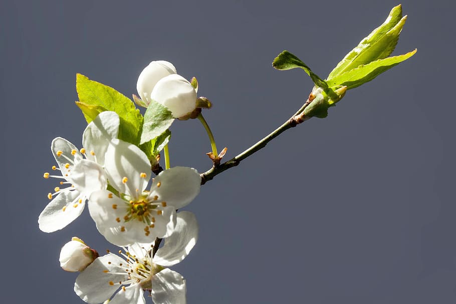 Flores, branco, mirabelle, prunus domestica subsp syria, ameixa amarela, subespécie de ameixa, ramo, primavera, lenz, broto