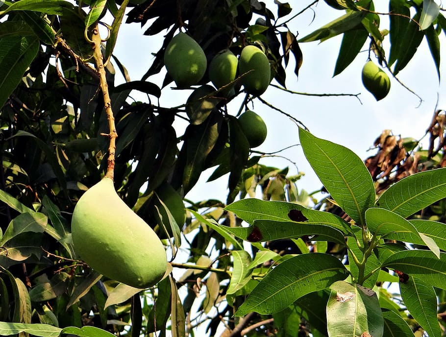 mango, totapuri, high-yield, fruit, tropical, india, nature, leaf, food, tree