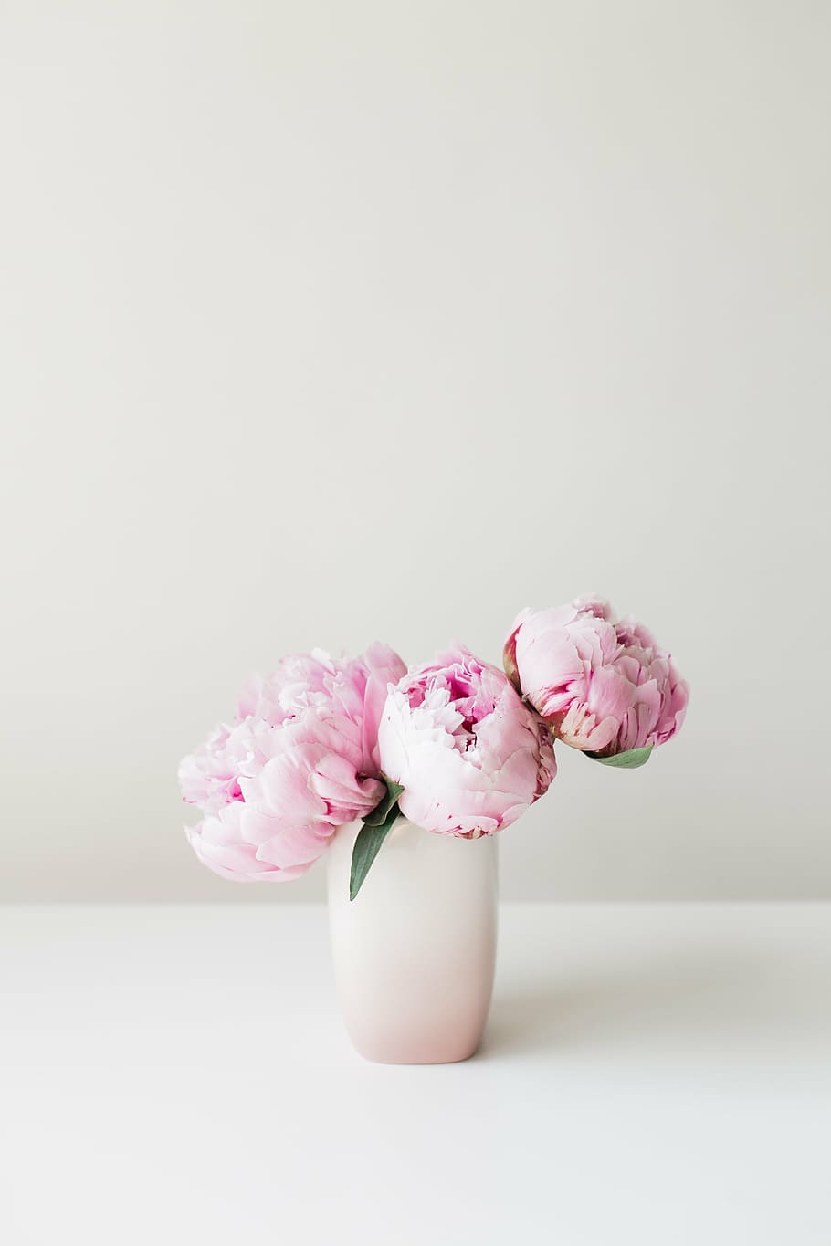 peonies, pink, flower, floral, summer, bouquet, celebration, studio shot, pink color, colored background