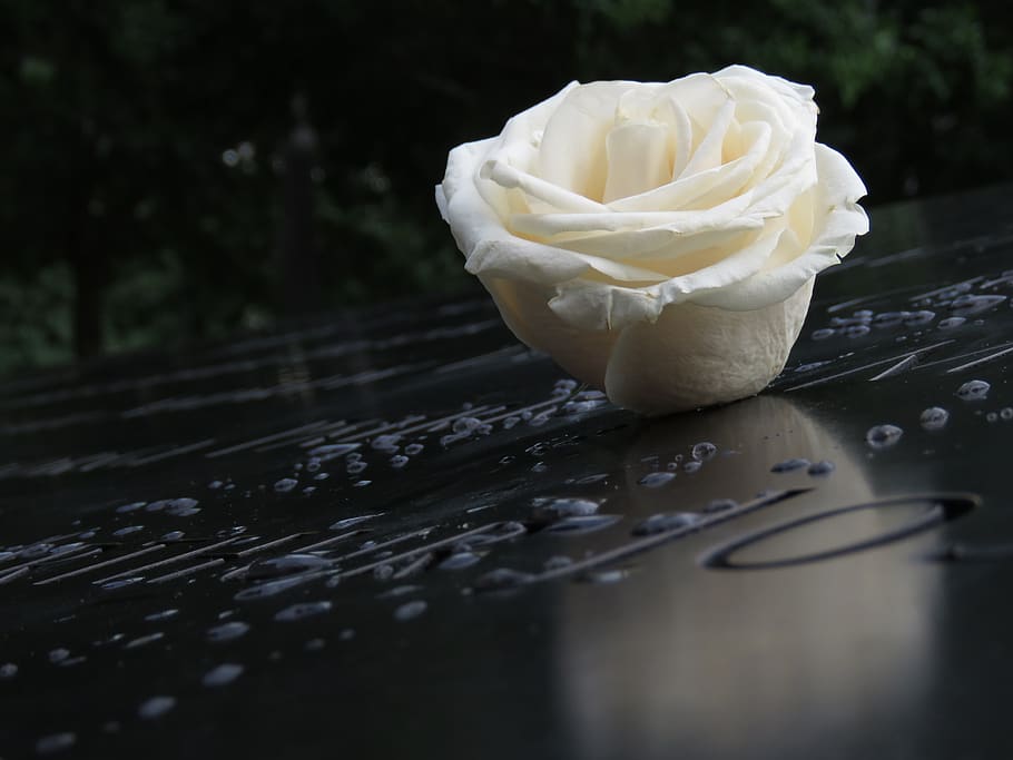 rose, white, flowers, mourning, decoration, summer, memorial, grave, drop of water, romantic