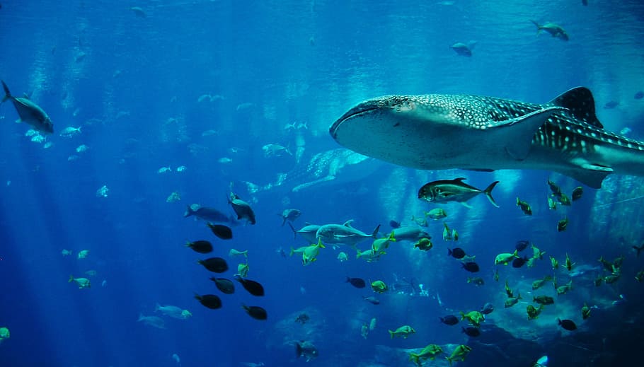stingray, shoal, fish, aquarium, whale shark, shark, water, jaws, scuba diving, animal wildlife