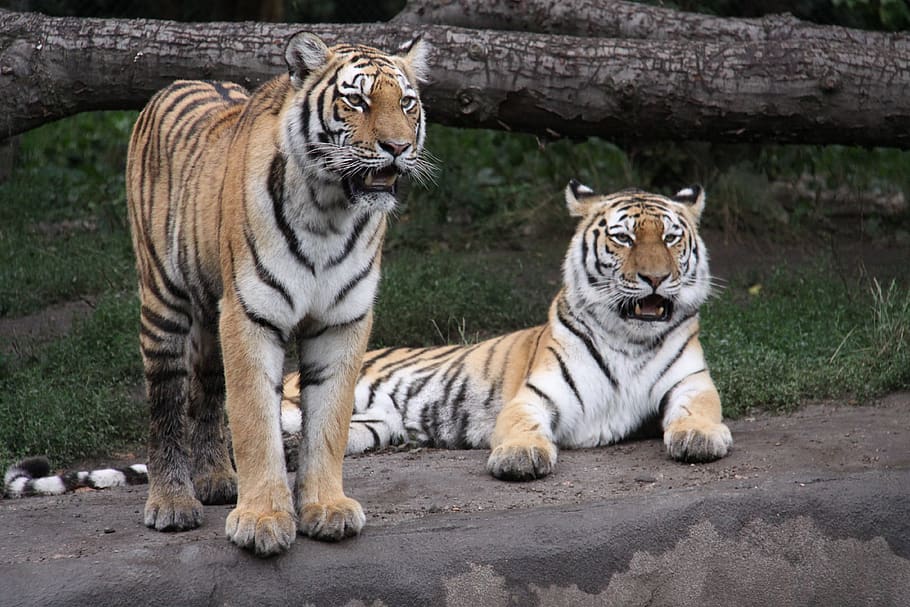 tiger, amurtiger, siberian tiger, big cat, cat, zoo, carnivores, predator, animal, animal themes