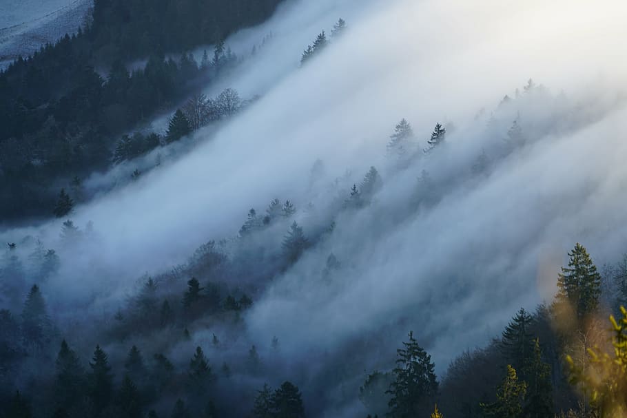 nubes de niebla, rodeado, pinos, niebla, nebellandschaft, ola de niebla, belchenflue, challhöchi, mar de niebla, jura