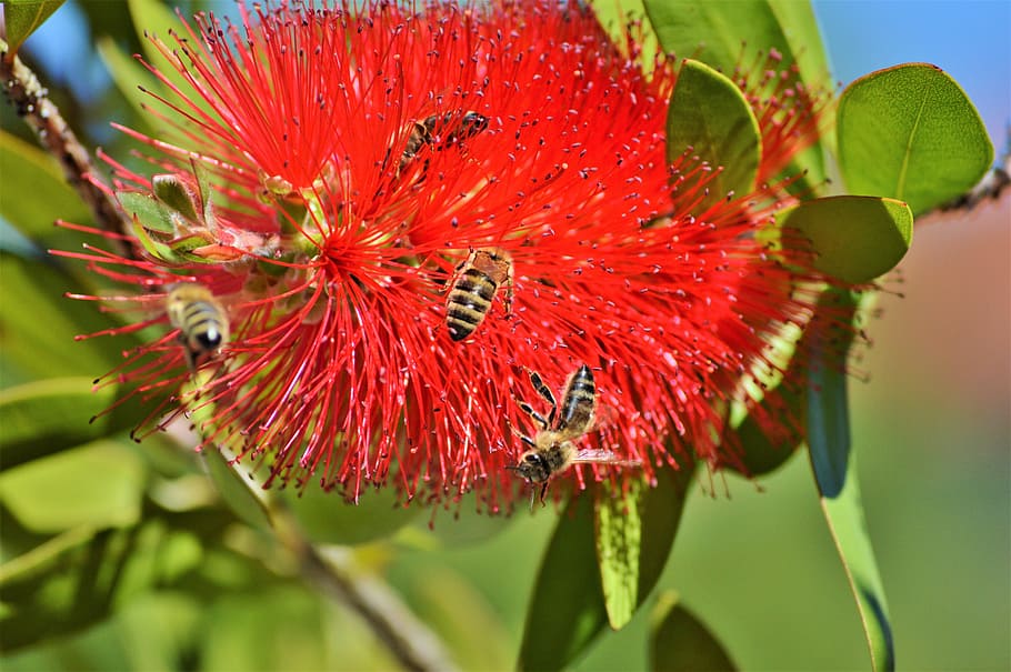 Limon Bottlebrush, Callistemon Citrinus, flores, flor, planta, rojo, bottlebrush, naturaleza, abejas, insectos