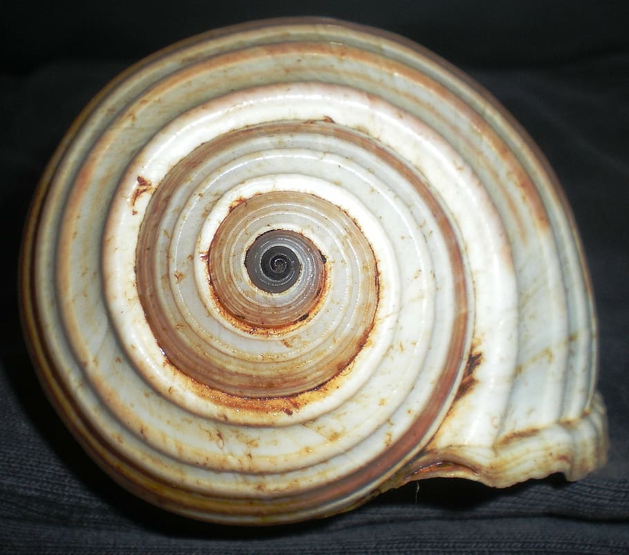 shell, spiral, nature, beauty, close-up, pattern, indoors, single object, shape, still life