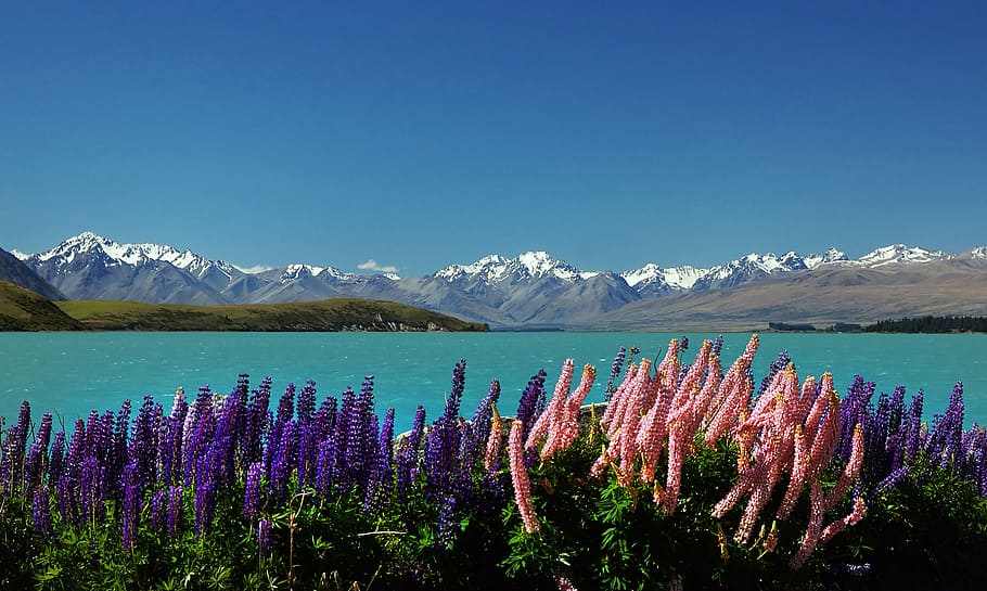 Russell, Tremoços, Lupinus, NZ, flores, oceano, cenário, beleza na natureza, paisagens - natureza, céu