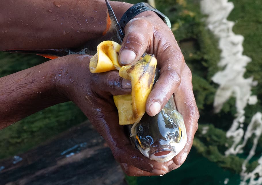 fish, fishing, fresh, fisherman, banana peel, eat, hands, access, hold tight, human hand