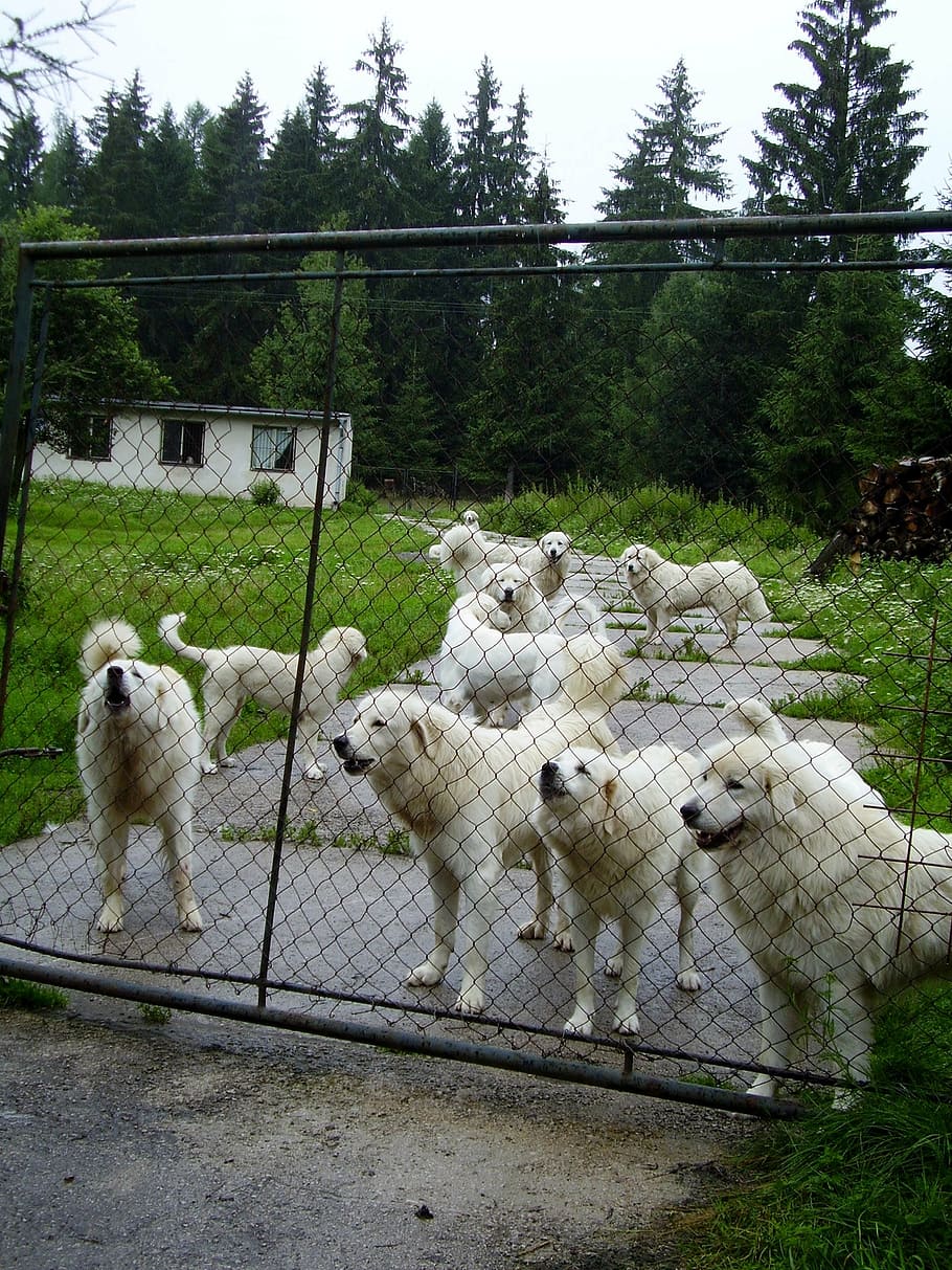 perro, perros, cerca, cría, perro blanco, vigilante, más allá de la puerta, detrás de la cerca, eslovaco čuvač, mamífero
