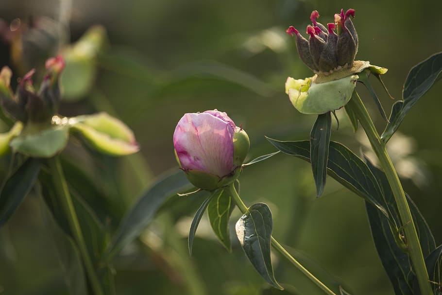 peony, summer, menopause, nature, a peony arborescens, pink, garden, plant, closeup, flowering plant