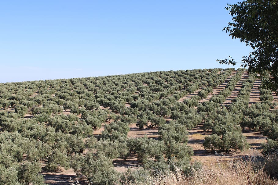 olive groves, olive trees, martos, jaen, andalusia, spain, jaén, sky, agriculture, olives