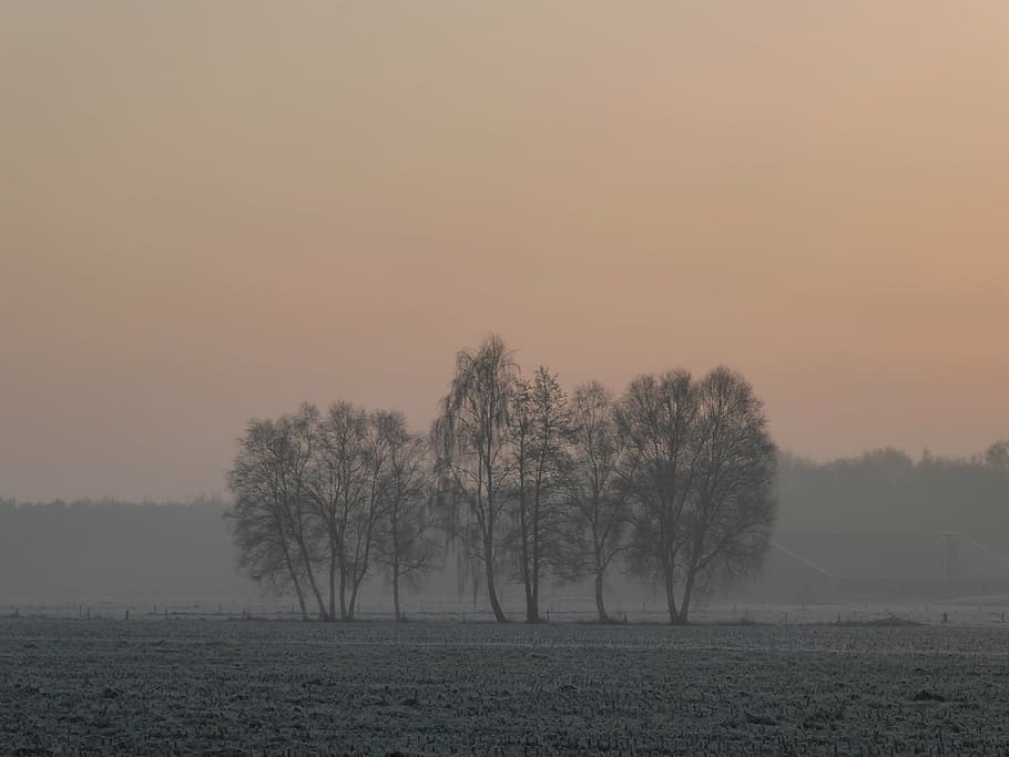 trees, landscape, winter, fog, cold, sunrise, morning red, pasture, nature, tree