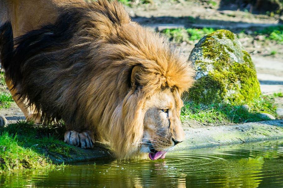 lion drinking water, river, lion, cat, zoo, male, big cat, africa, drink, one animal