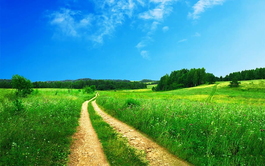green, leaves, grass, daytime, footpath, pathway, rural, road, nature, sky