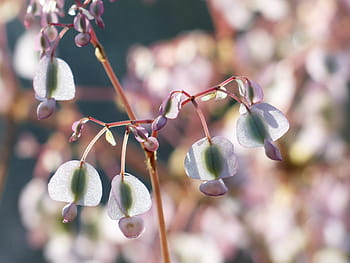 Fotos begonias arbustivas libres de regalías | Pxfuel