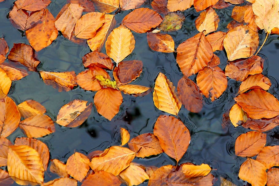 autumn, tree, leaves, nature, forest, fall leaves, lake, water, plitvice, croatia