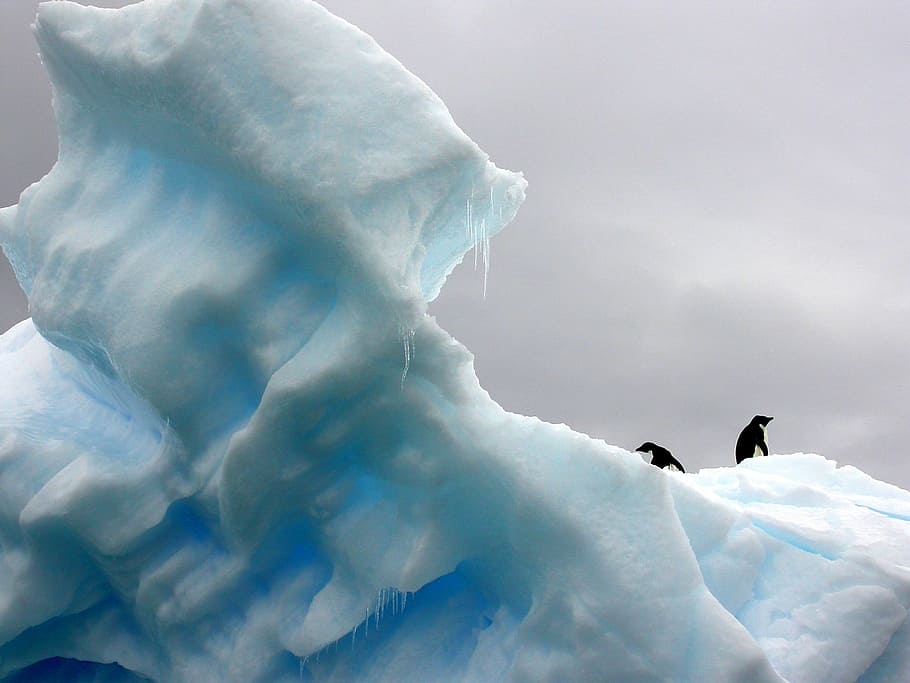 pingüino, ilustración de nieve, pingüinos, iceberg, polar, naturaleza, hielo, frío, ártico, nieve