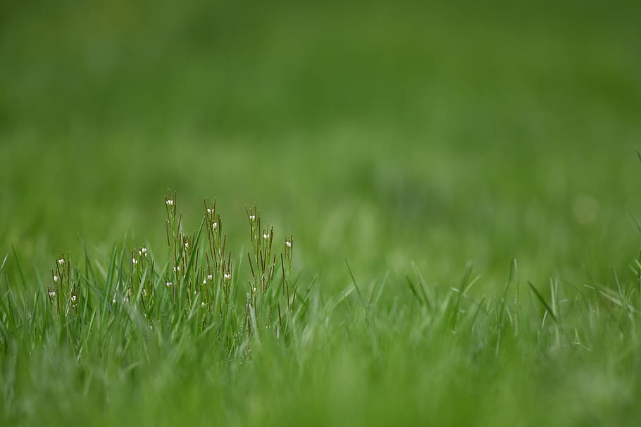 Focus field. Трава детали. Картинки нюд цветы трава на столе. Where young grass grows.