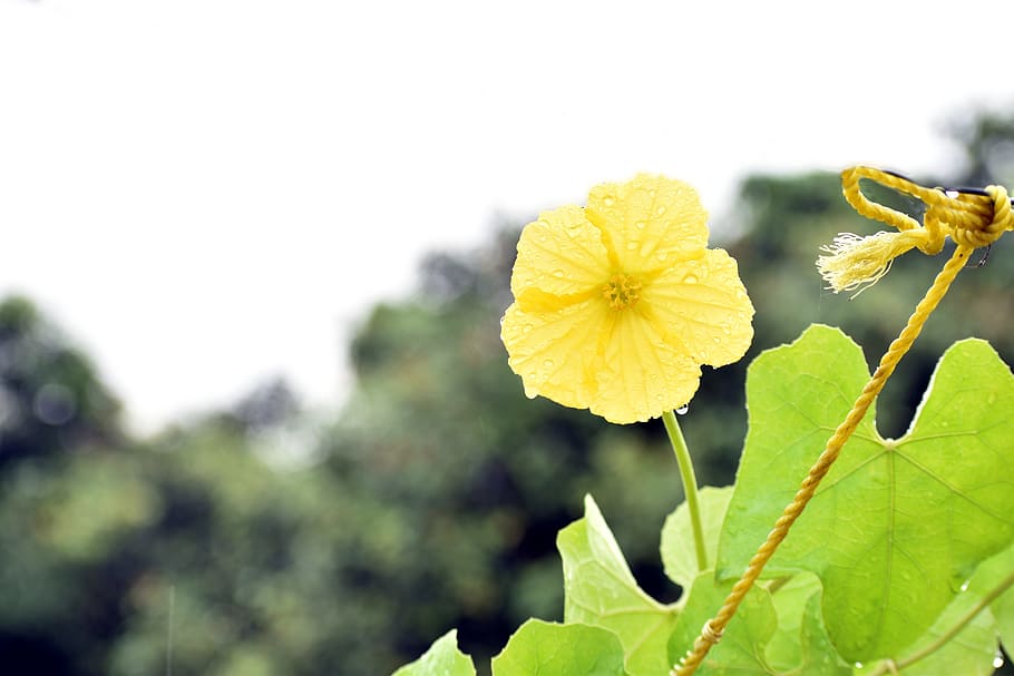ridge gourd flower, yellow flower, rainy, flower, plant, growth, focus on foreground, freshness, close-up, beauty in nature