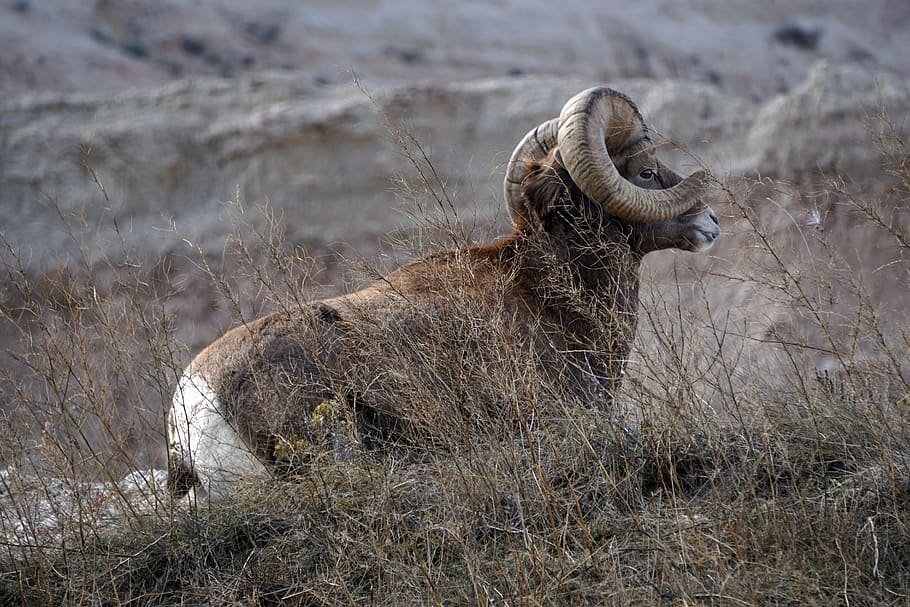 badlands, south dakota, ram, bighorn sheep, animal wildlife, animal, animal themes, animals in the wild, mammal, safari