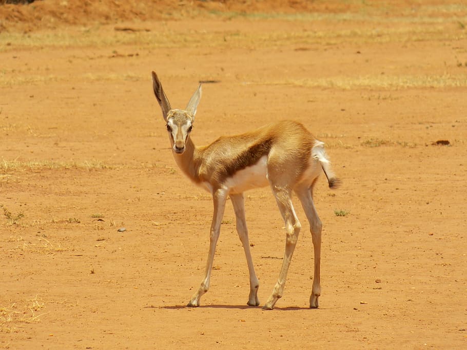 springbok, gazelle, african, wildlife, animal, mammal, antelope, herbivore, south-africa, springbuck