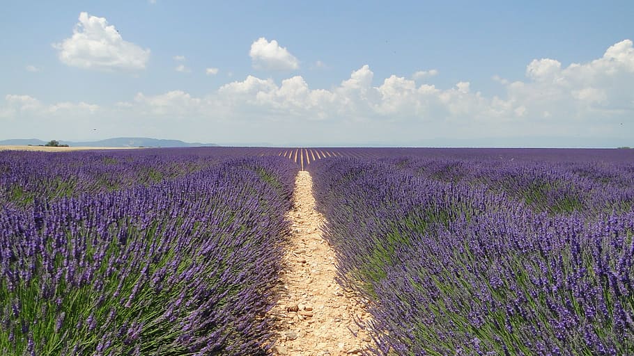 widescreen photography, bed, lavender, flower, lavende, flowers, valensole, purple, field, nature