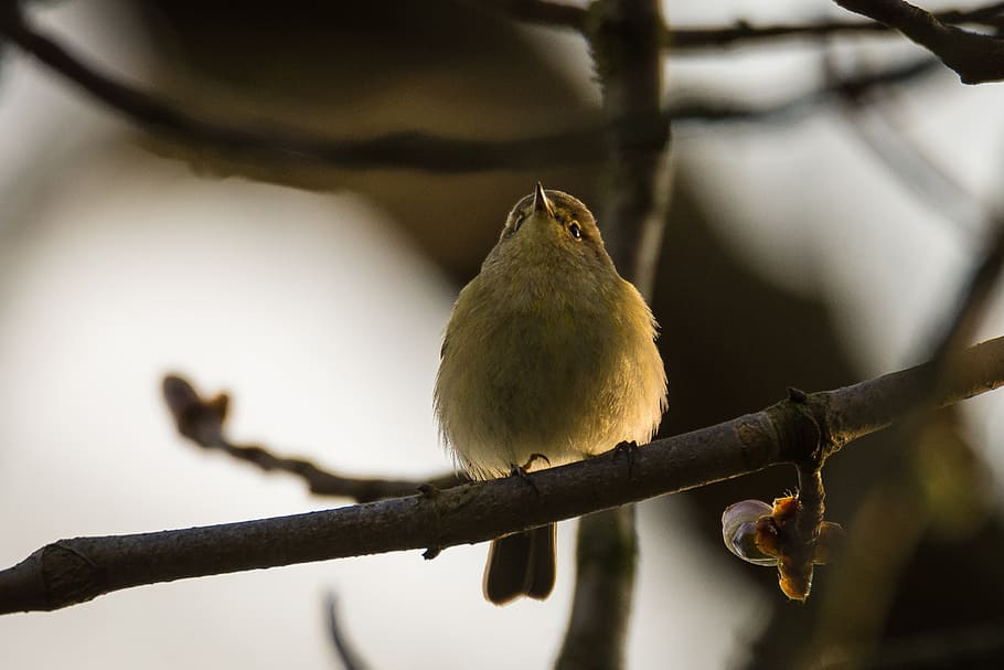 willow warbler, bird, songbird, phylloscopus trochilus, spring, songbirds, birds, nature, tree, animal