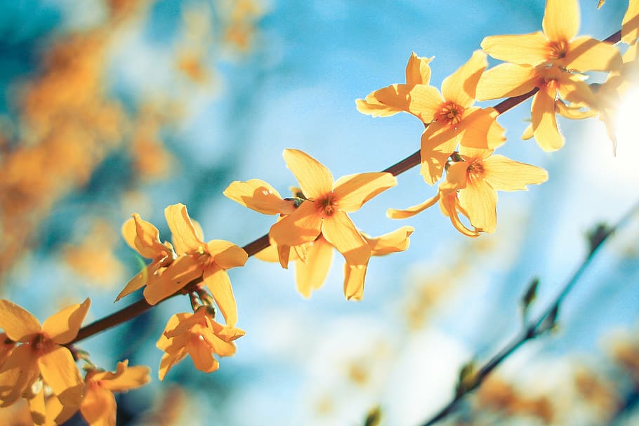 árbol floreciente amarillo, otoño, planta, flor, flora, naturaleza, amarillo, oro, al aire libre, explorar