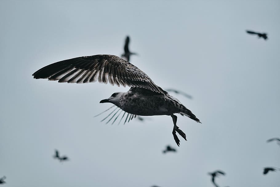selectivo, fotografía de enfoque, pájaro, vuelo, aire, pico, pluma, animal, mosca, nubes