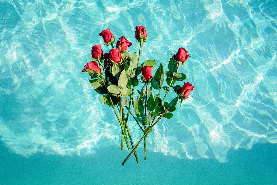 nature, water, flowers, roses, red, teal, flower, flowering plant, plant, swimming pool
