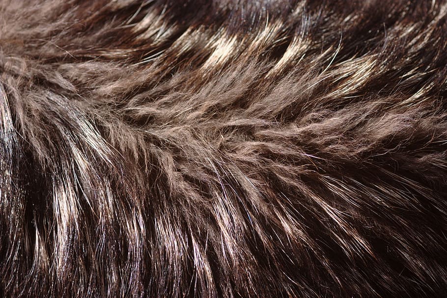 marrón, negro, cabello, lobo, piel de lobo, pelaje, canis lupus, pelo animal, fondos, animal
