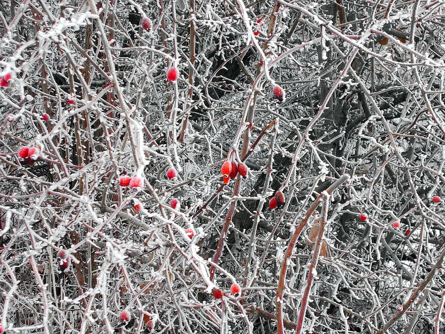 rose hip, wild rose, hedge, frost, thorn hedge, winter, plant, tree, cold temperature, branch