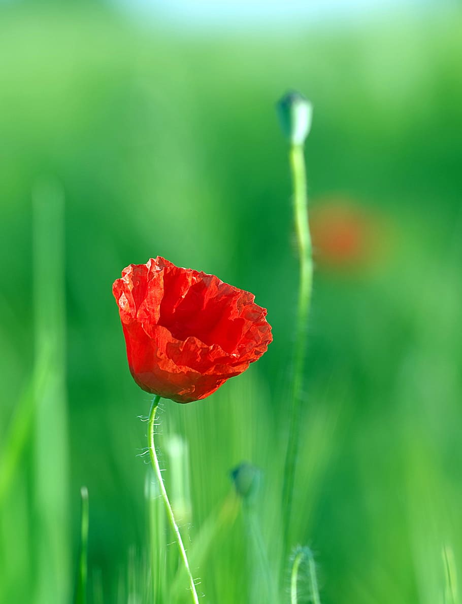 poppy, red, grasshopper, flower, corn, meadow, sky, single, makowka, nature