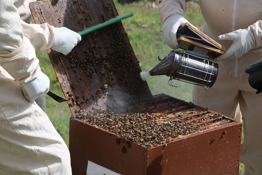 beekeeping, hive, bees, smoker, apiculture, beehive, bee, holding, men, insect