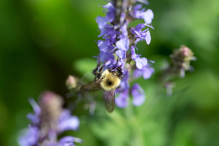 bee, flower, macro, purple, flowers, petals, pollen, spring, nature, pollination