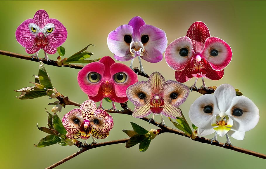 ilustración de flores de colores variados, digiart, arte de photoshop, arte digital, fotomontaje, búhos, orquídeas, plantas, pájaros, flores