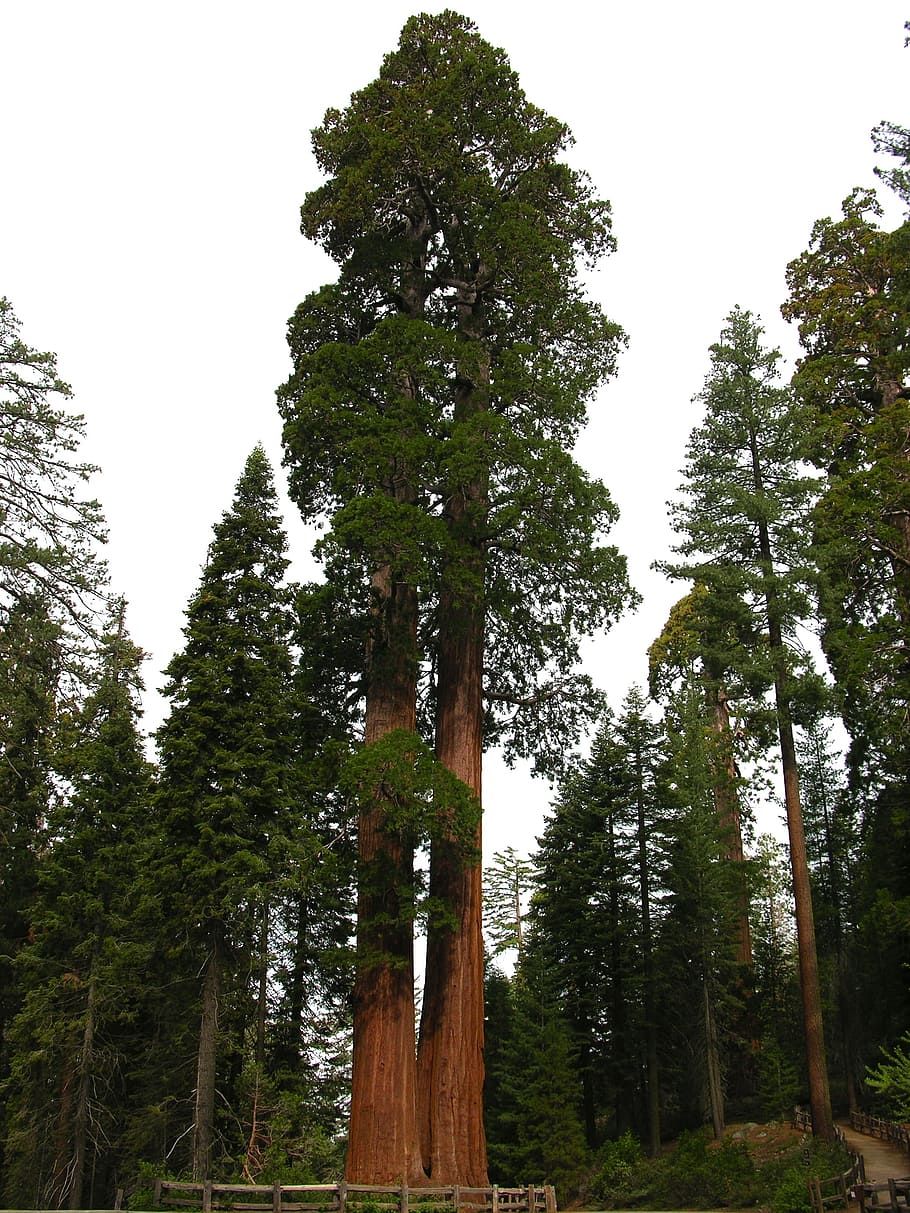 Pohon, Hutan, Lanskap, California, sequoia, taman nasional, tujuan, pemandangan, alam, luar