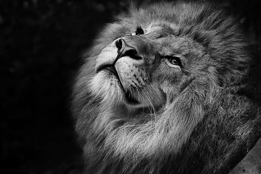 grayscale photo, lion, feline, tawny, african, zoo, wild, africa, animal, fauna