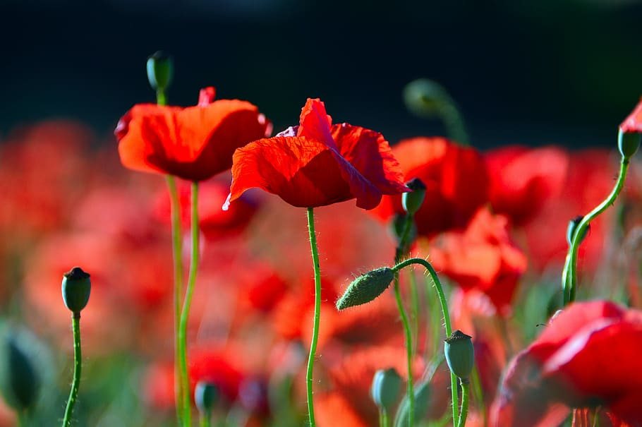 shallow, focus photography, red, flowers, red poppy, poppy, field, meadow flower, nature, flower