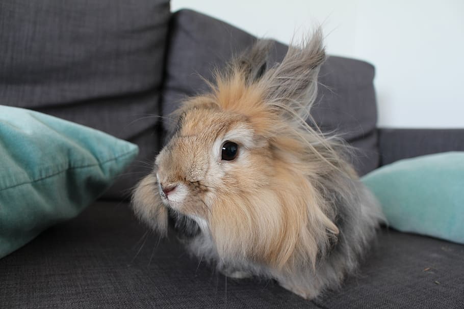 brown, guinea pig, black, sofa, rabbit, angora rabbit, japanese rabbit, sofa rabbit, domestic rabbit, mammal