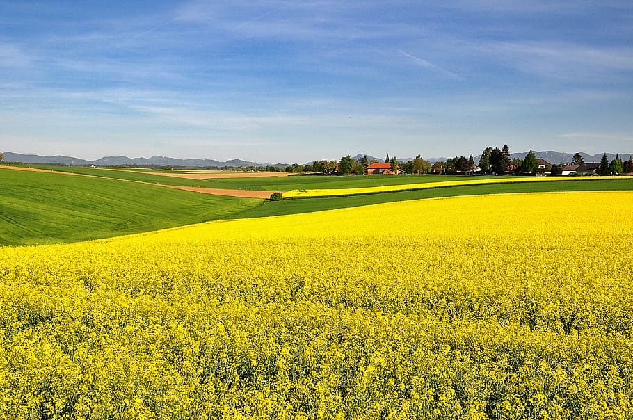 nature, landscape, spring, field of rapeseeds, blooming rape field, yellow, field, agriculture, rural scene, environment