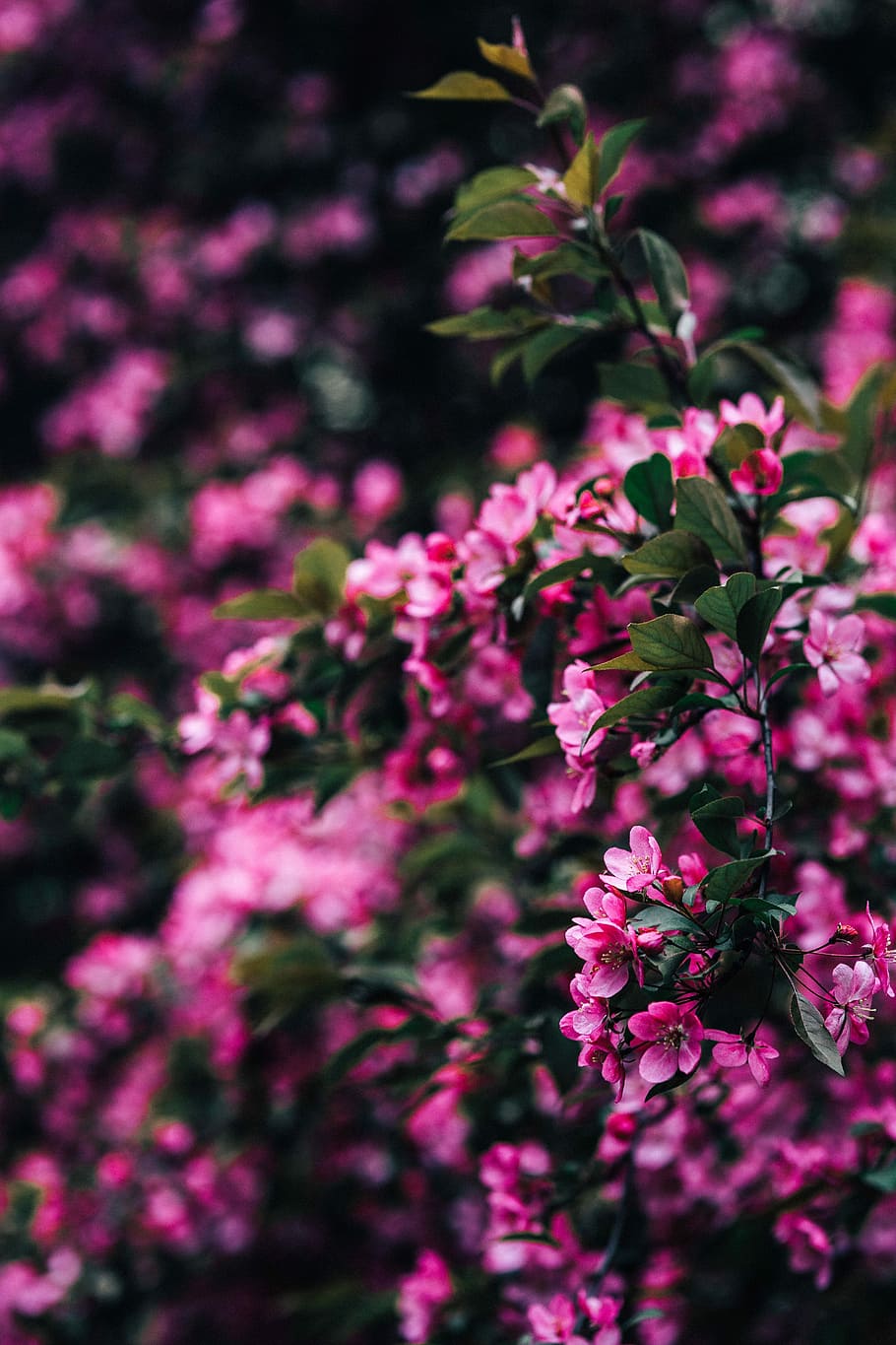 素敵な, ピンク, 花, 開花, 木の枝, 木, 枝, コピースペース, 春, 自然
