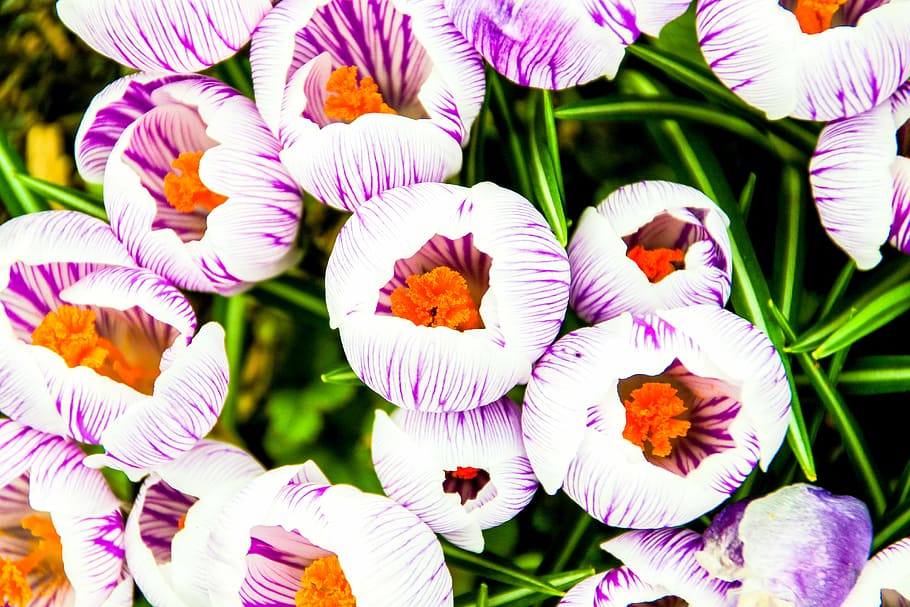 crocus, flower, purple, white, flowering plant, plant, close-up, growth, vulnerability, freshness