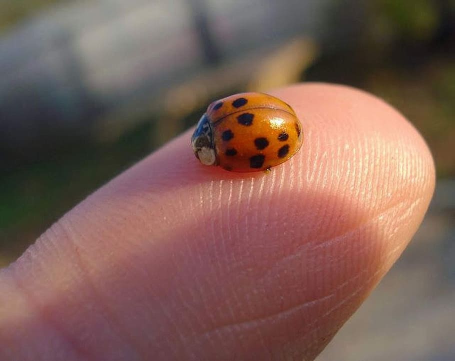 kumbang kecil, serangga, titik, kepik, musim panas, lanskap, jari, tangan, ujung jari, tangan manusia